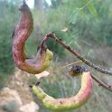 Agallas (Pistacia terebinthus)